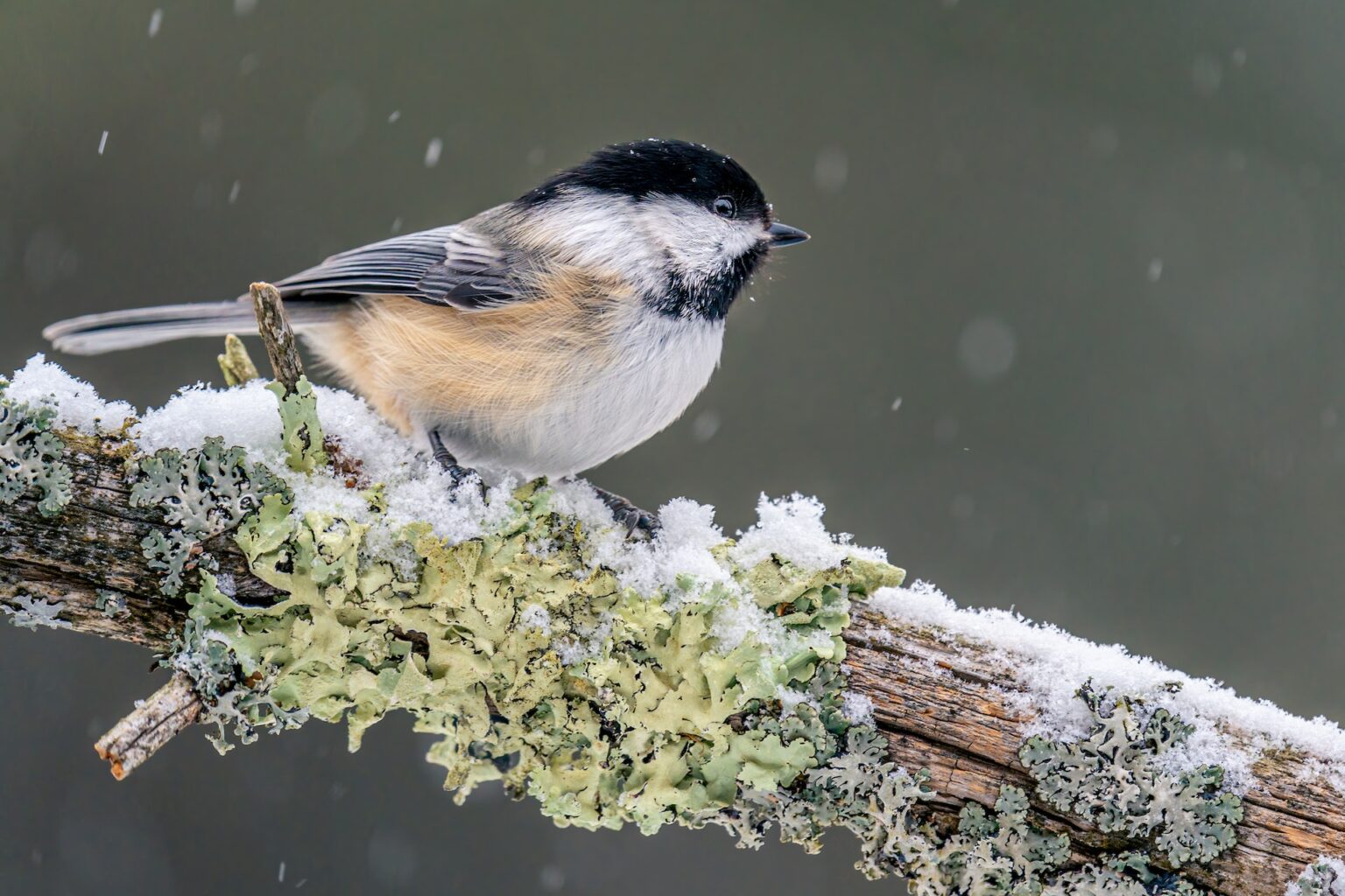 Bird Suet No Lard latebloomerinbakerville