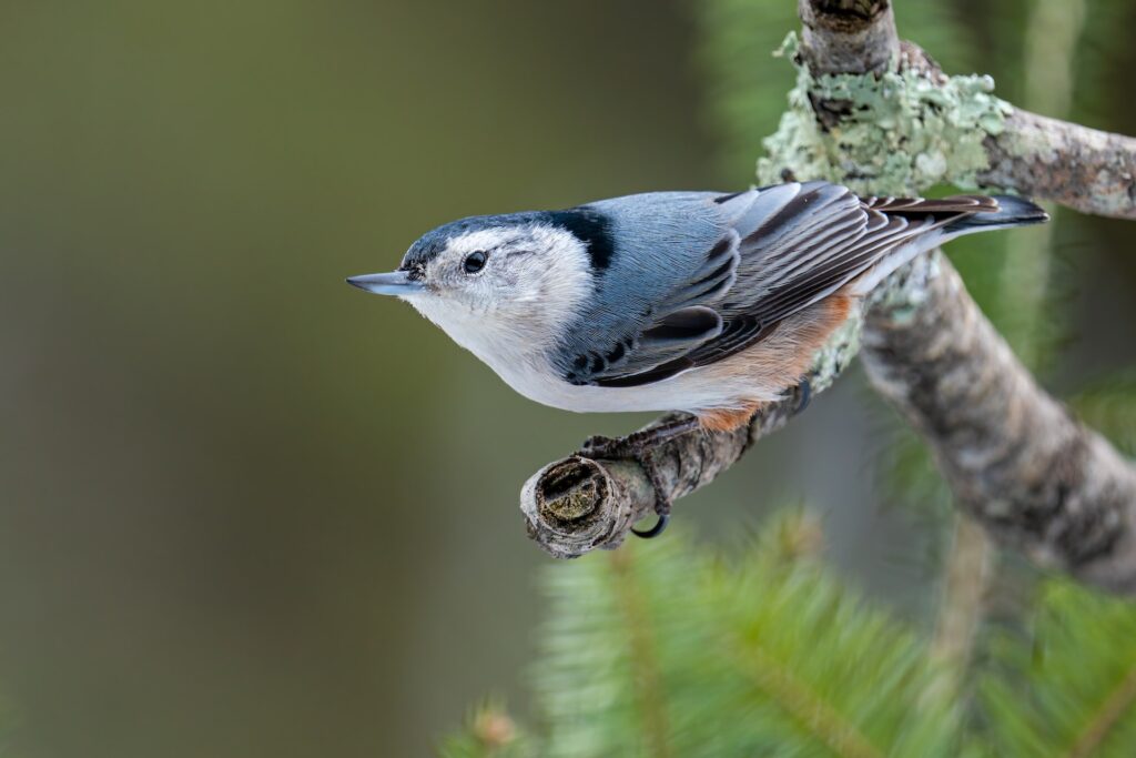 Nuthatch on Branch