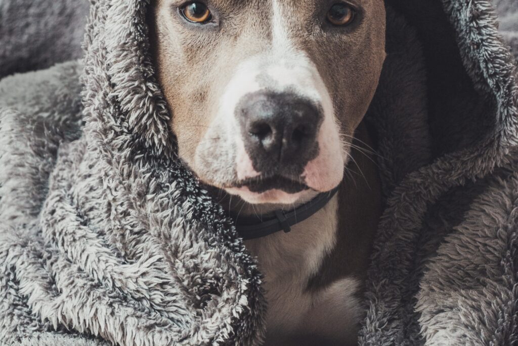 Dog peeking out of cozy blanket