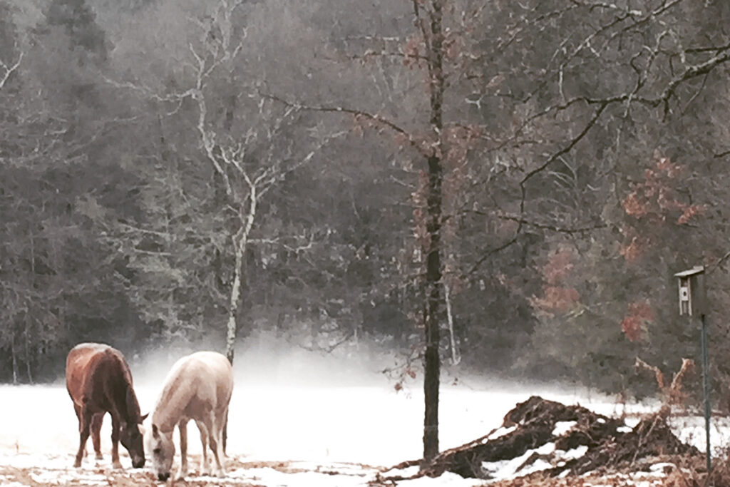 Horses in winter field