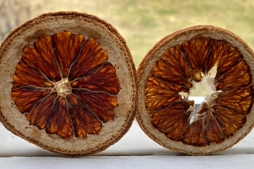 Two dried orange slices with back lighting