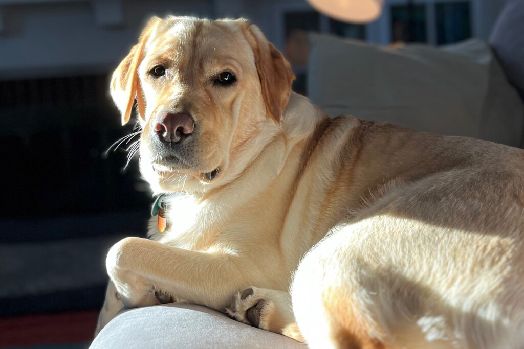 Laborador Retriever