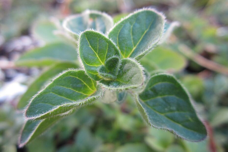 Growing Wild Zaatar