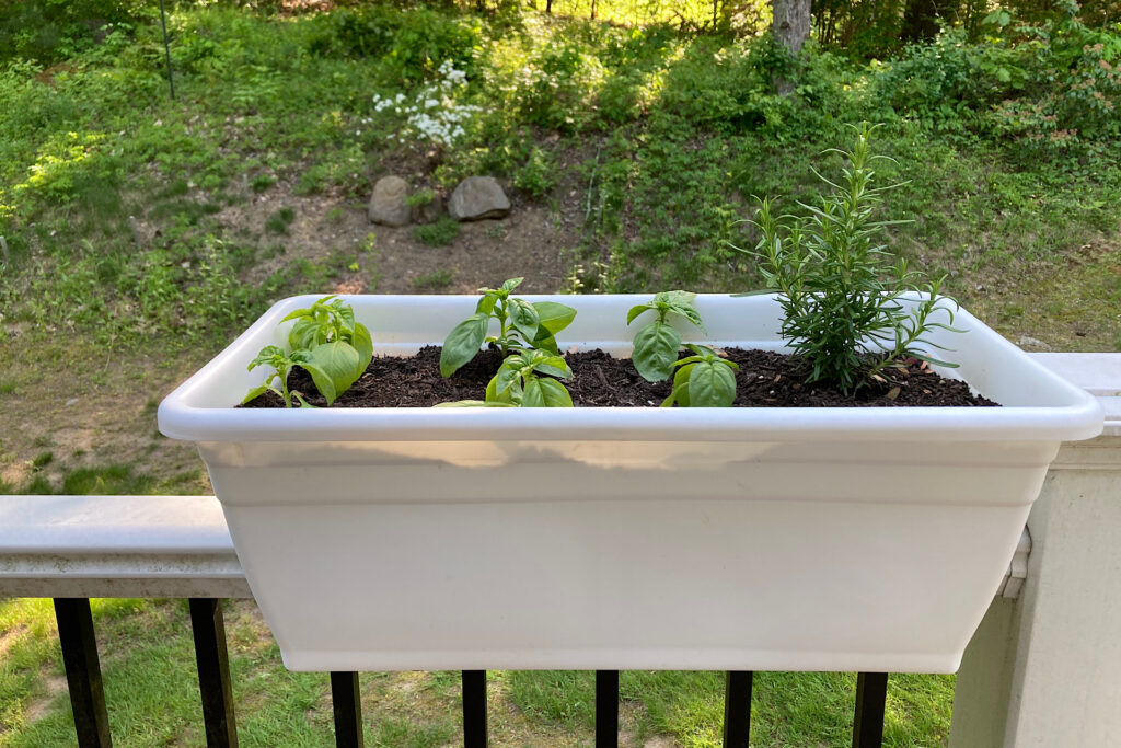 Container for Patio Plants that Deter Mosquitoes