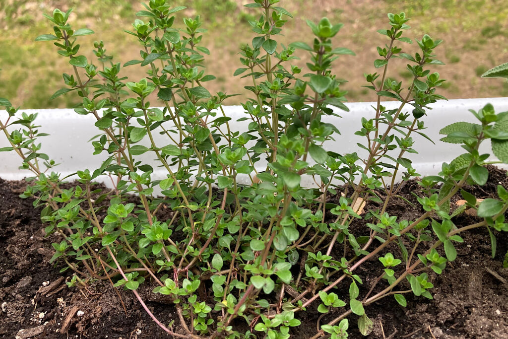 Lemon Thyme to Deter Insects