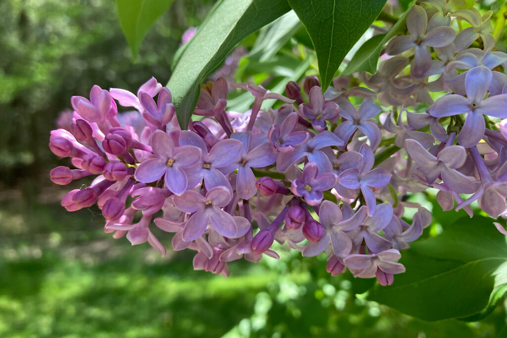 Lilac Blossom