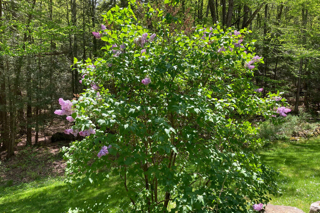 Lilac Bush