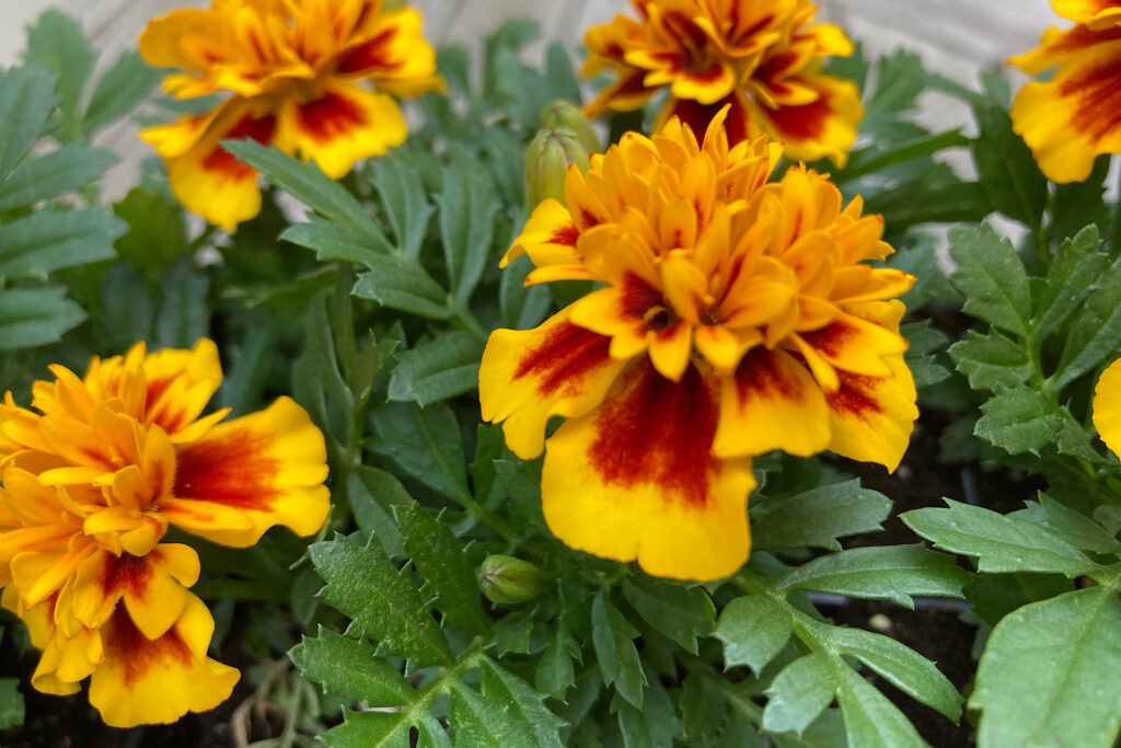 Marigold Plant to Repel Mosquitoes