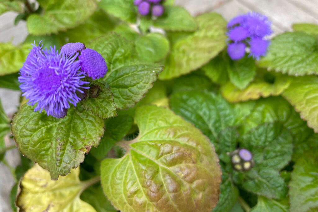 Mosquito-repellant Floss Flower Closeup