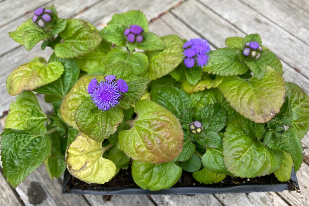 Mosquito-repellant Floss Flower Tray