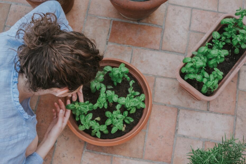 Patio Plants that Deter Mosquitoes