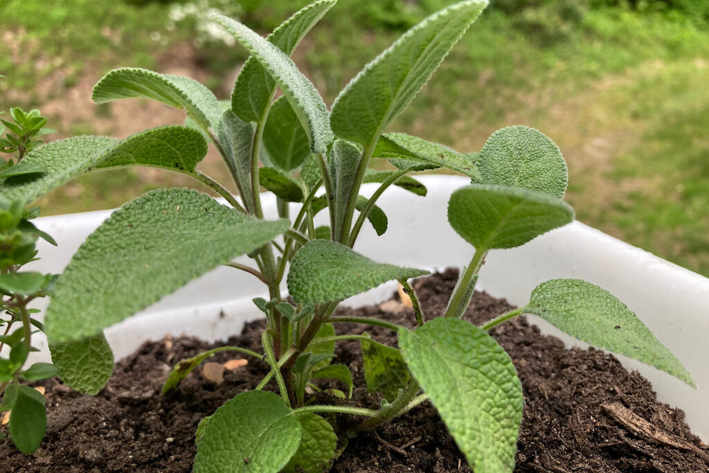 Sage to Deter Mosquitoes