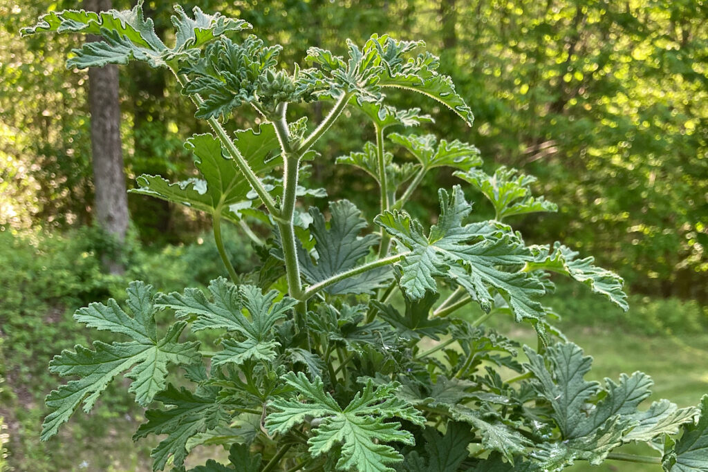 Scented Geranium