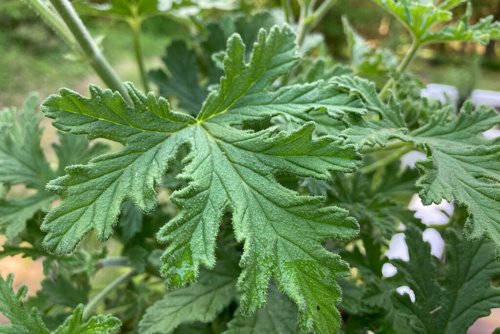 Scented Geranium Plant