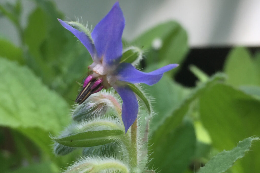 Borage Blossom