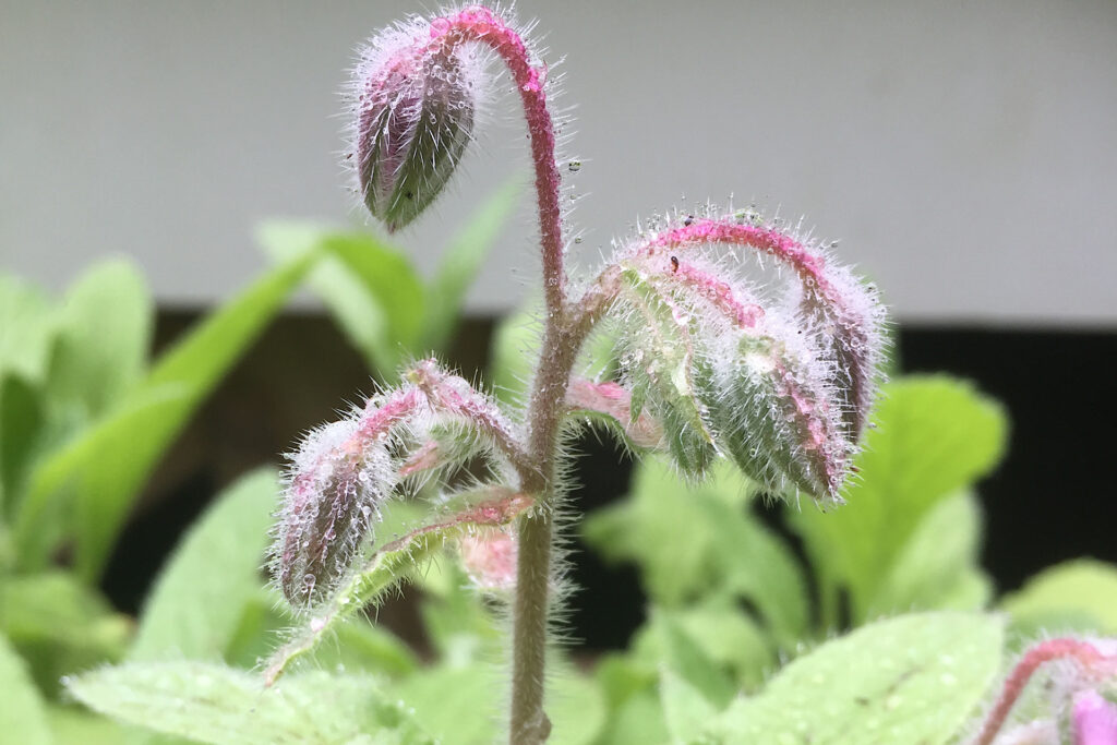 Borage Buds