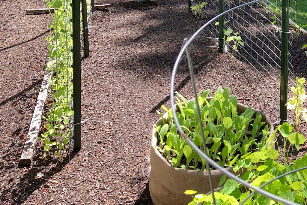 Borage Seed Template Planting