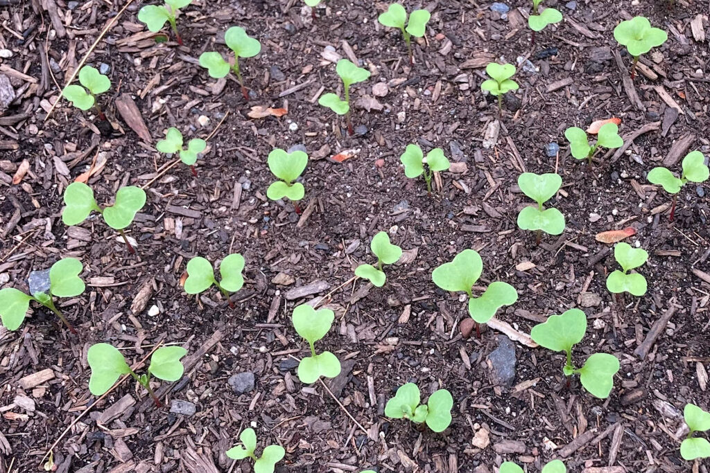 Closeup of Radish From Seed Starting Template