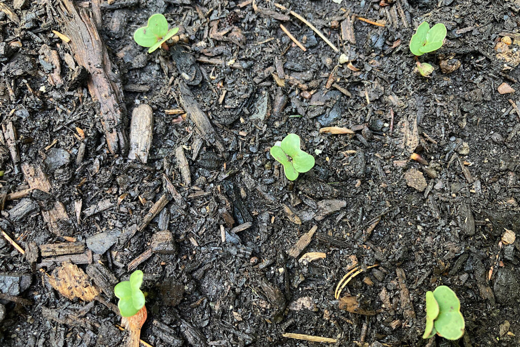 Radish Seedlings Planted From Seed Starting Template