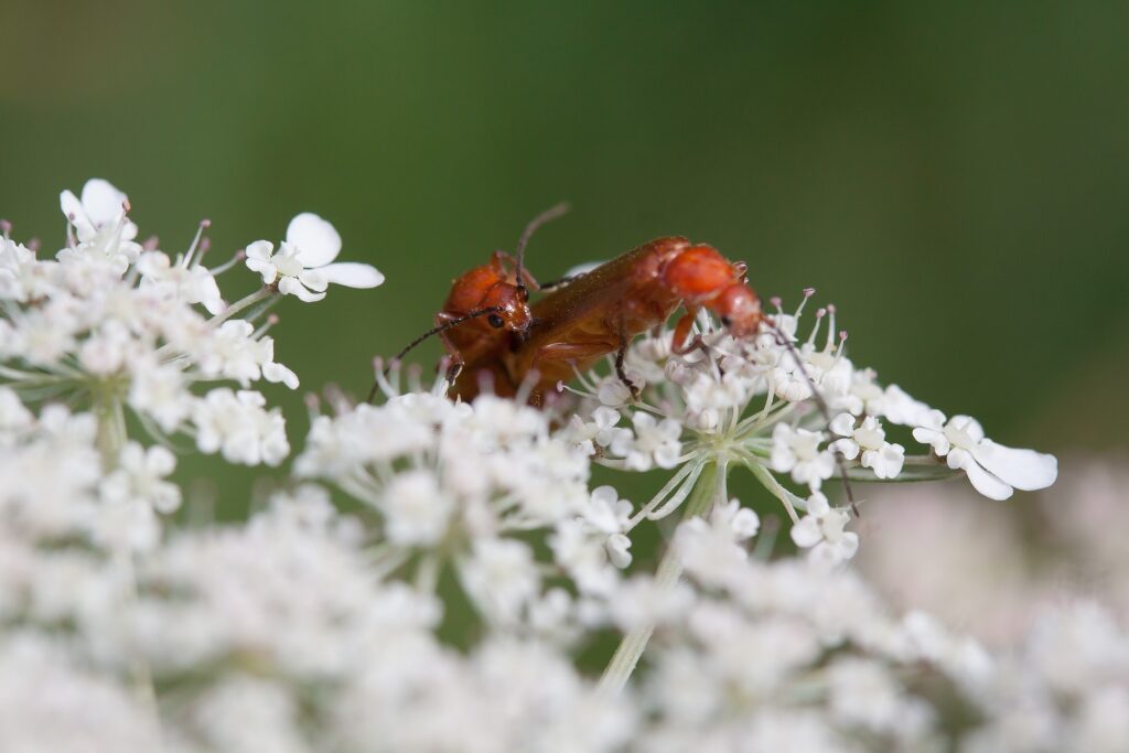 Beetles on Common Yarrow