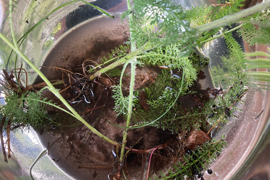 Common Yarrow Roots in Bowl of Water