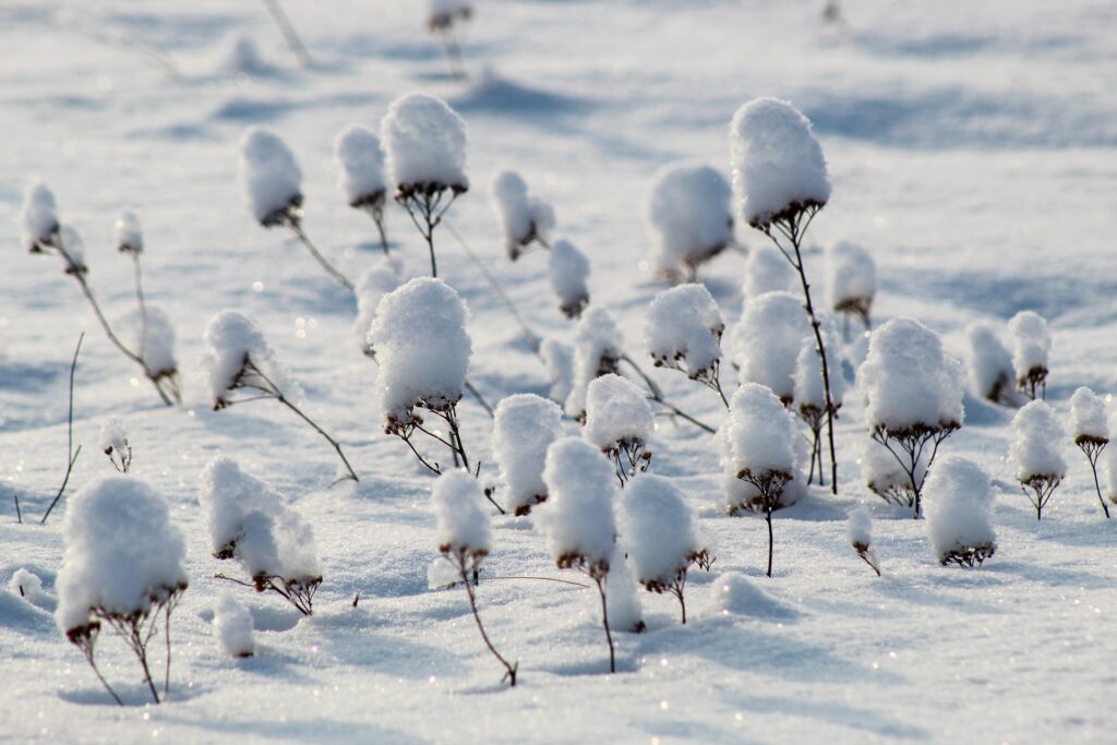 Dried Common Yarrow in the Snow