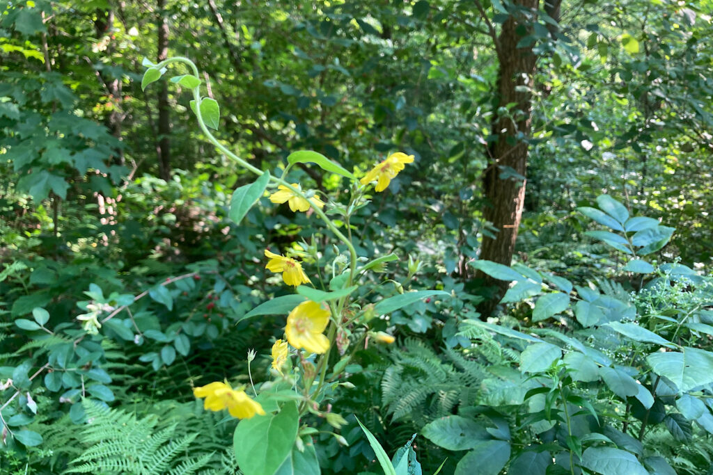 Native Roadside Flower Fringed Loosestrife