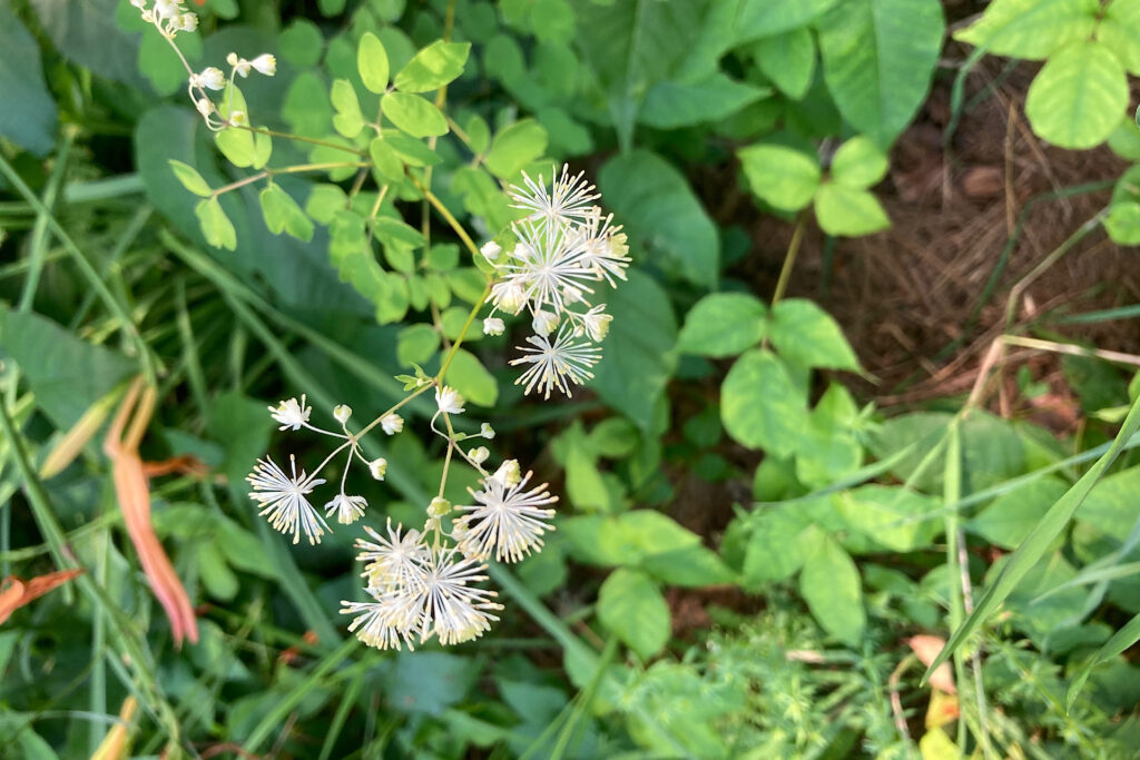 Native Roadside Flower Tall Meadow Rue