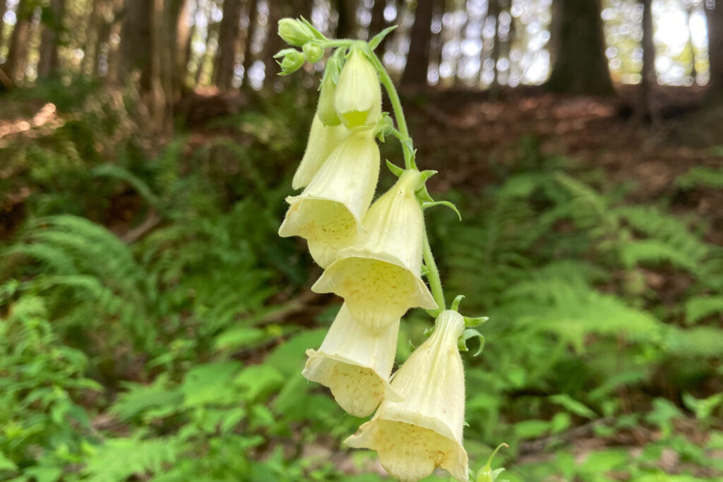 Native Roadside Flower Yellow Foxglove