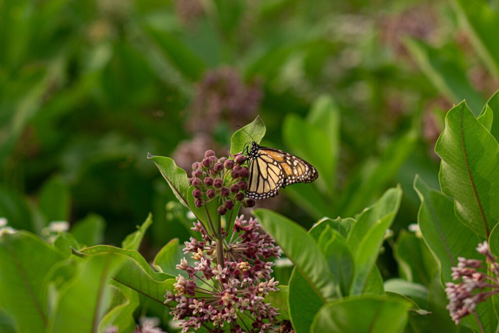 Native Roadside Flowers Milkweed