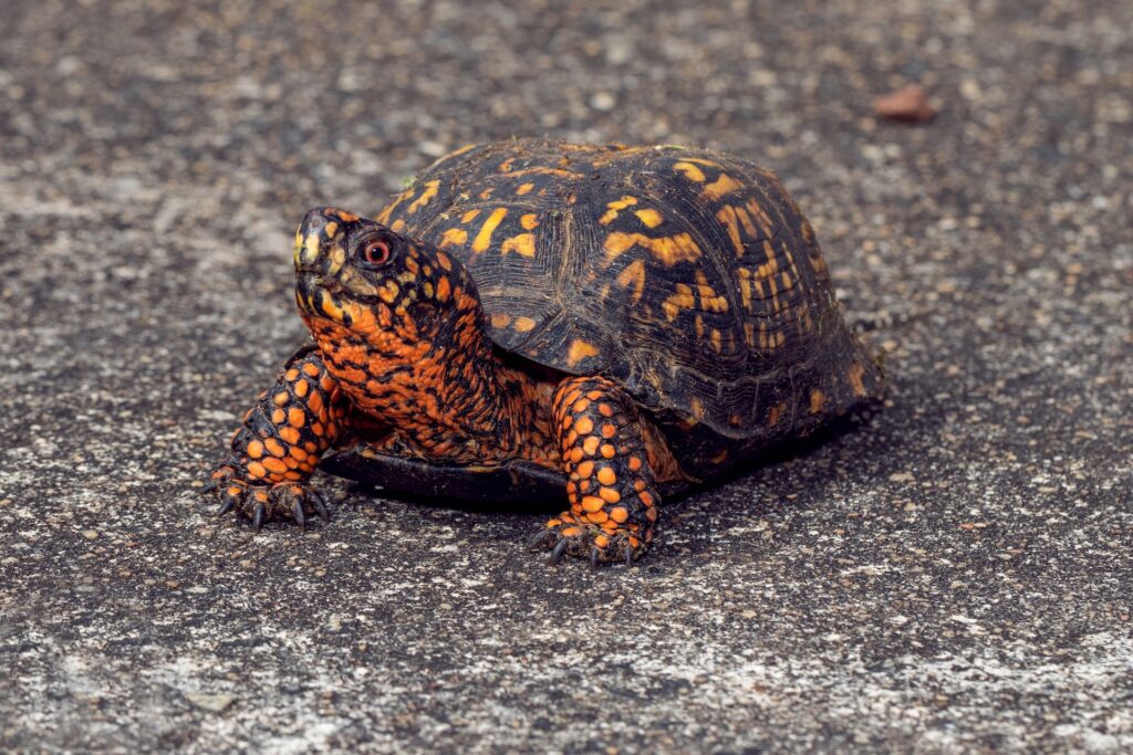 Box Turtle