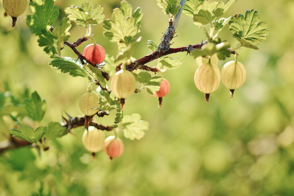 Gooseberries in Sunlight