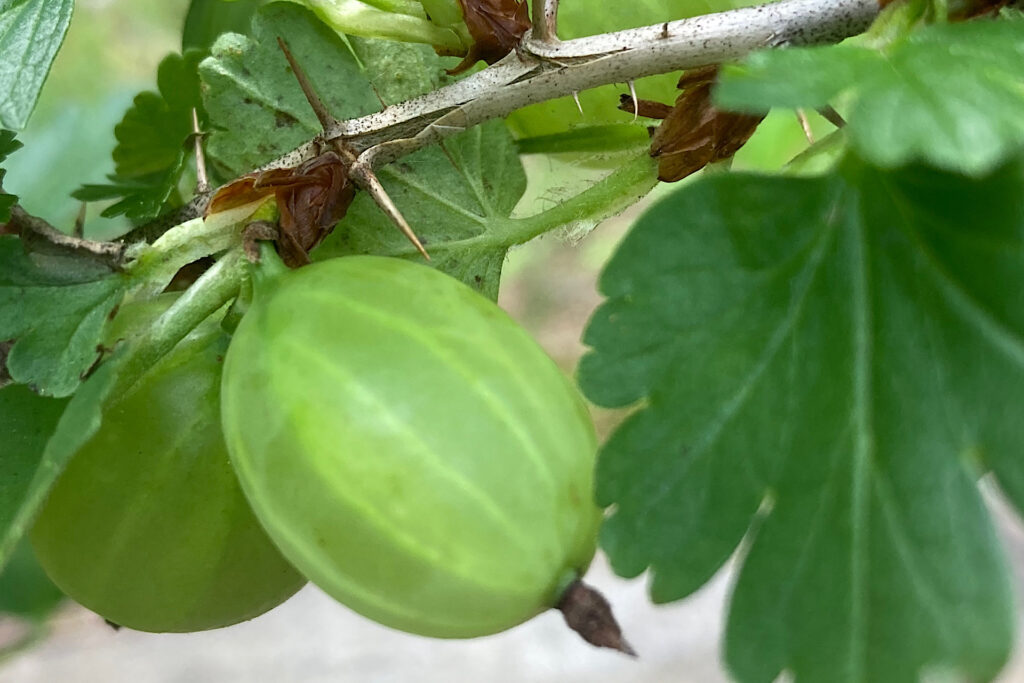 Gooseberries with Leaves and Thorns