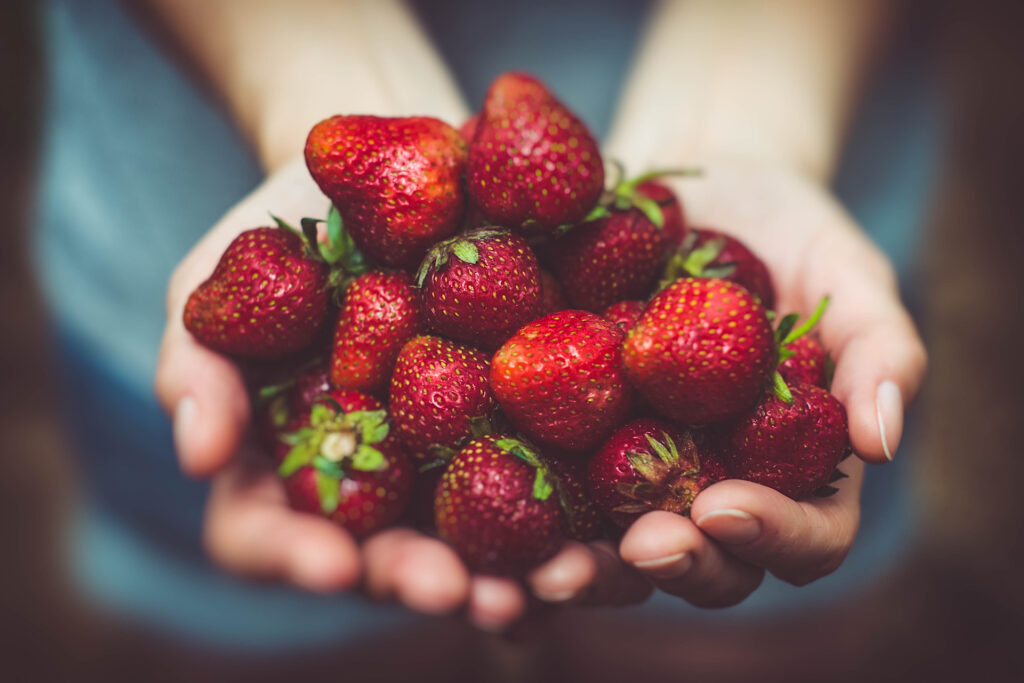 Hands Cupping Fresh Strawberries for Strawberry Jam - Beginner Recipe