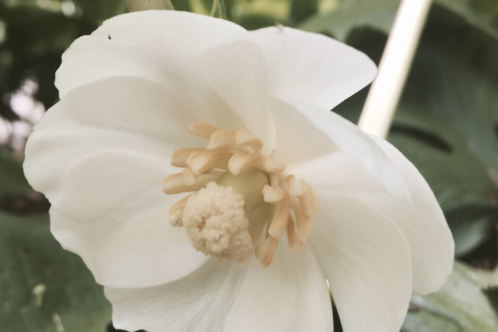 Mayapple Blossom Center Closeup