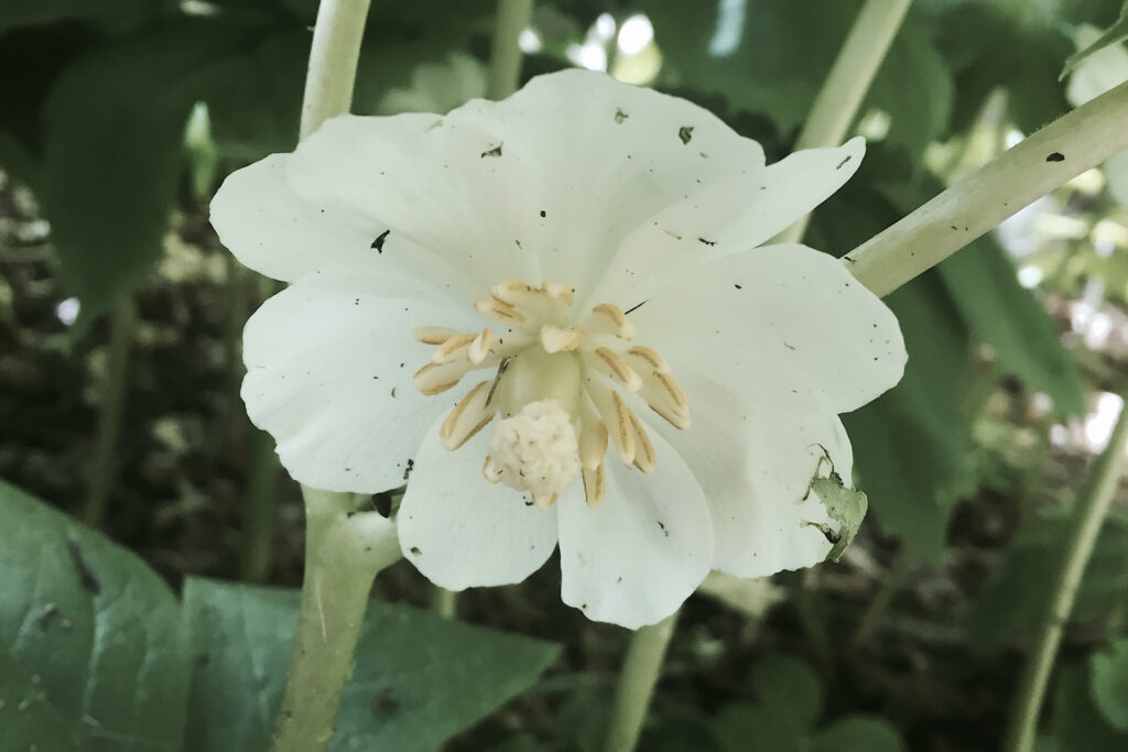 Mayapple Blossom Closeup with Grass Cuttings