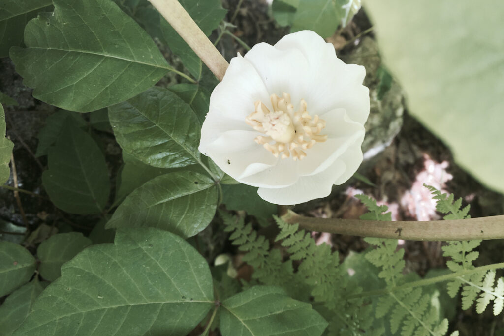 Mayapple Blossom Open