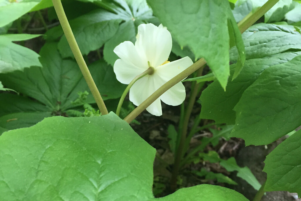 Mayapple Blossom Open from Back