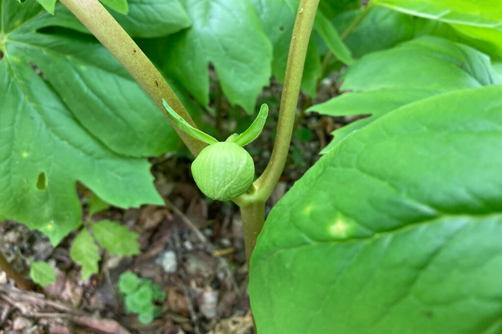 Mayapple Bud