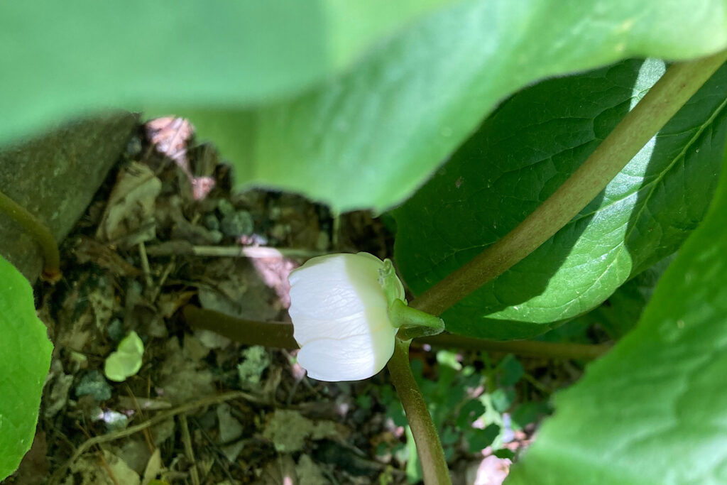 Mayapple Bud Opening