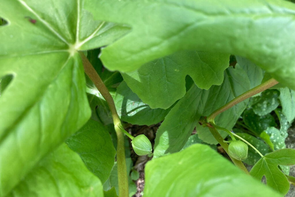 Mayapple Buds Under Leaves