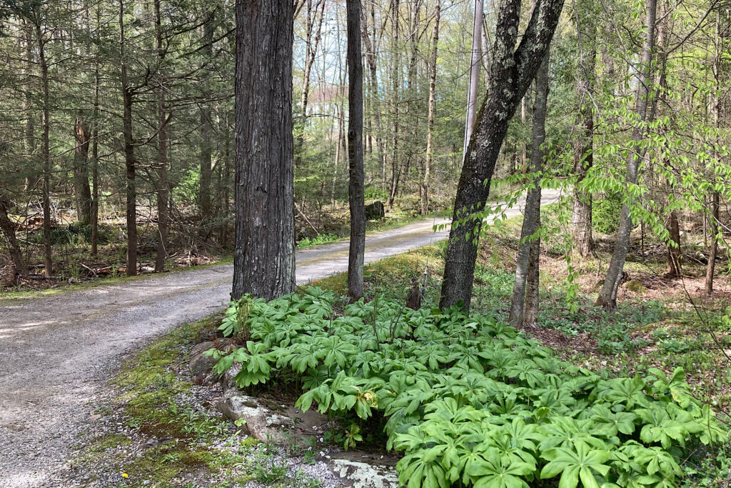 Mayapple Foliage