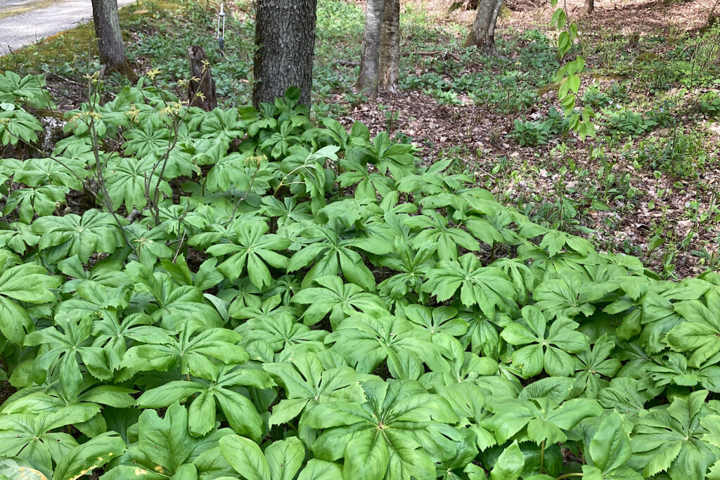 Mayapple Foliage Closeup