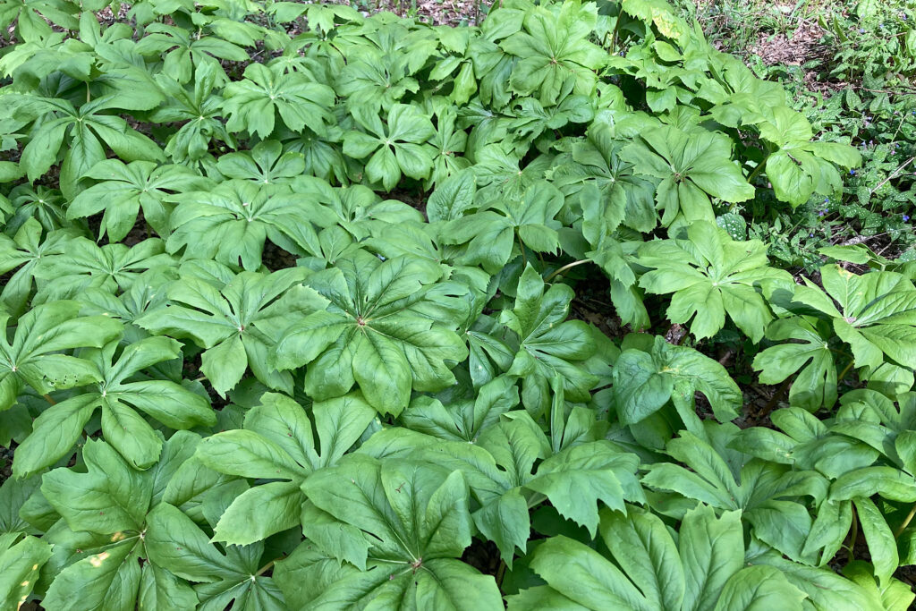 Mayapple Foliage from Above