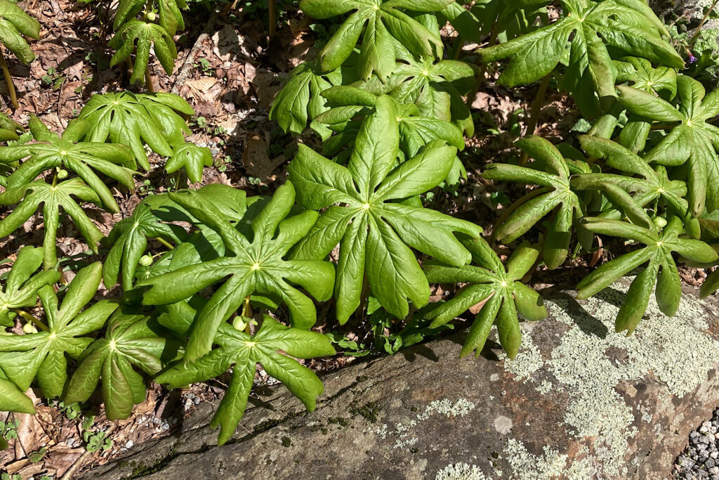 Mayapple leaves above Lichen-covered rock