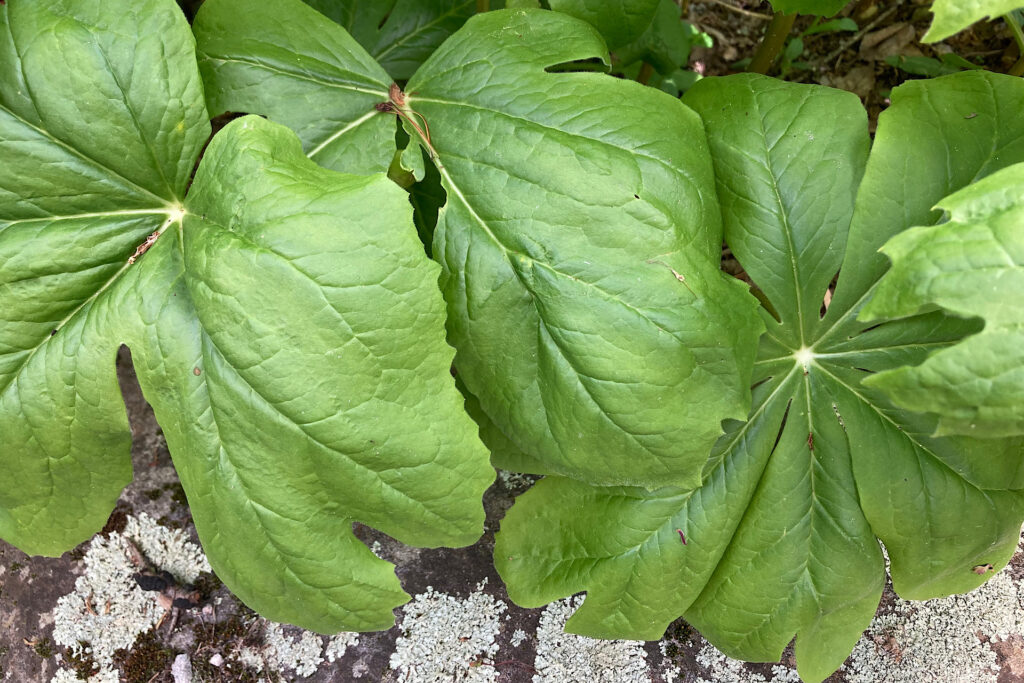 Mayapple leaves with lichen-covered rock