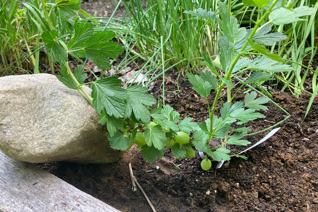 Planted Hinnomaki Red Gooseberry Cane