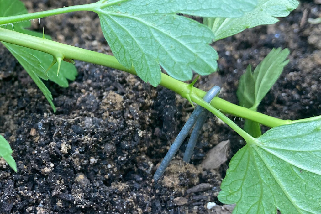 Propogating Gooseberry Pin Inserted in Soil