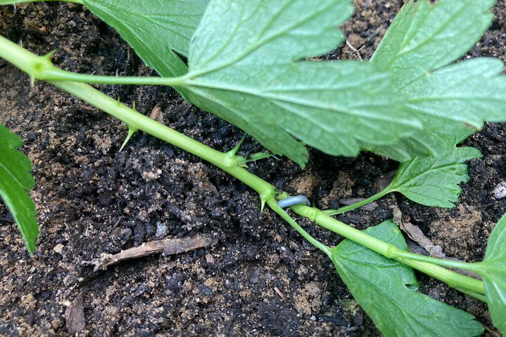 Propagating Gooseberry Pin Touching Soil