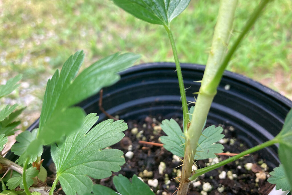 Thorns on Potted Gooseberry Cane